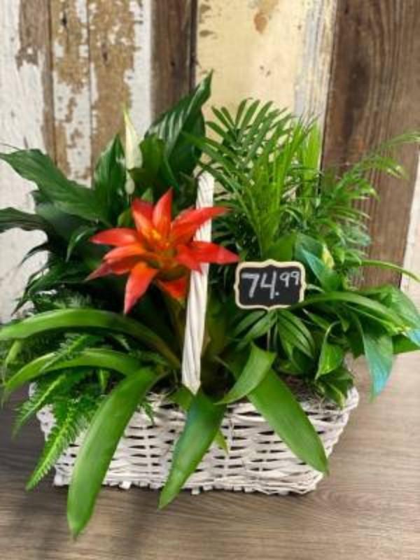 Orange Burst Comfort Planter