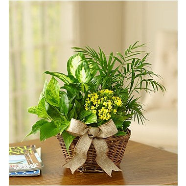 European Dish Garden