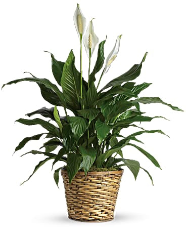 Peace Lily
